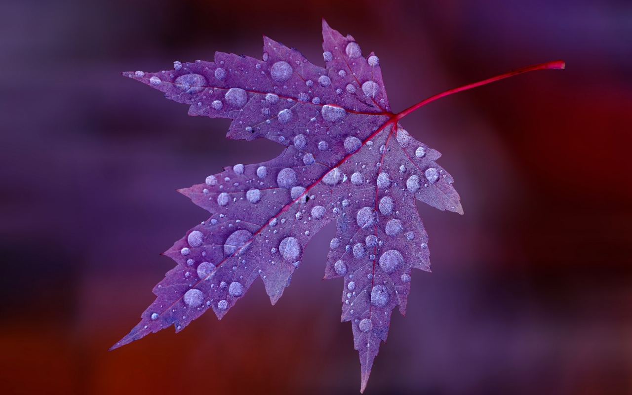 Water Drops on Purple Leaf  for 1280 x 800 widescreen resolution