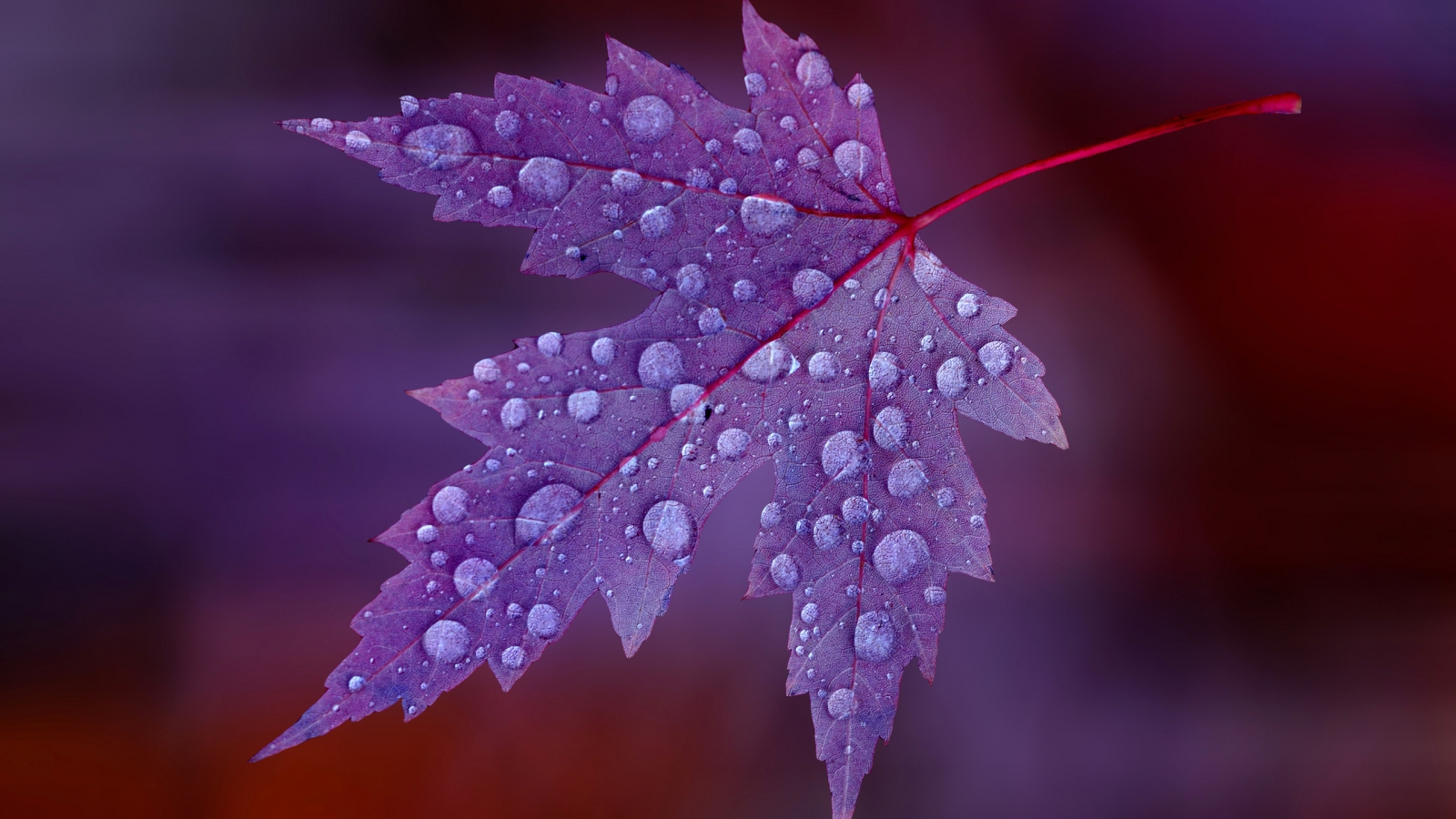 Water Drops on Purple Leaf  for 1600 x 900 HDTV resolution