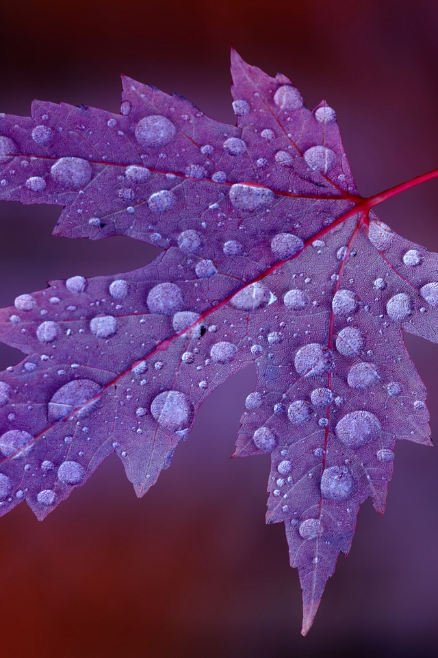 Water Drops on Purple Leaf  for 640 x 960 iPhone 4 resolution