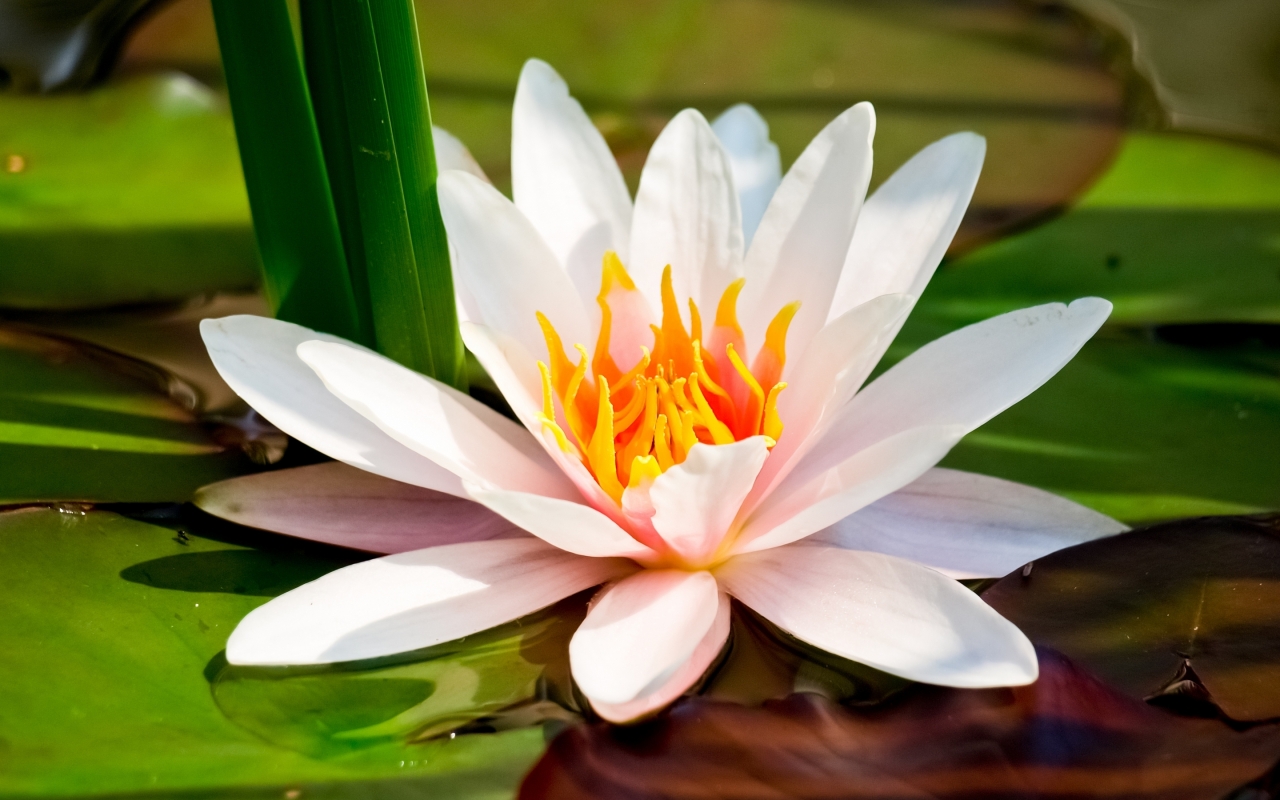 Water Lily for 1280 x 800 widescreen resolution