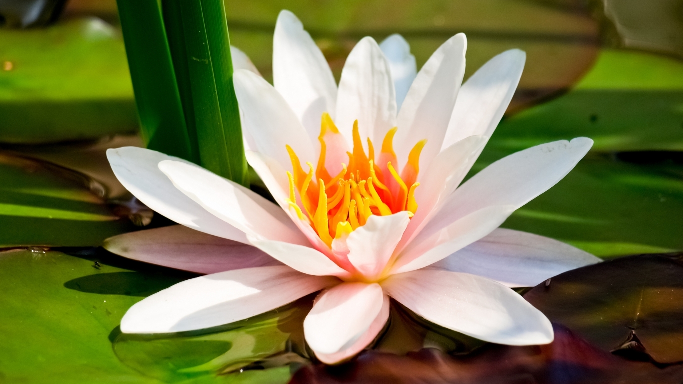 Water Lily for 1366 x 768 HDTV resolution