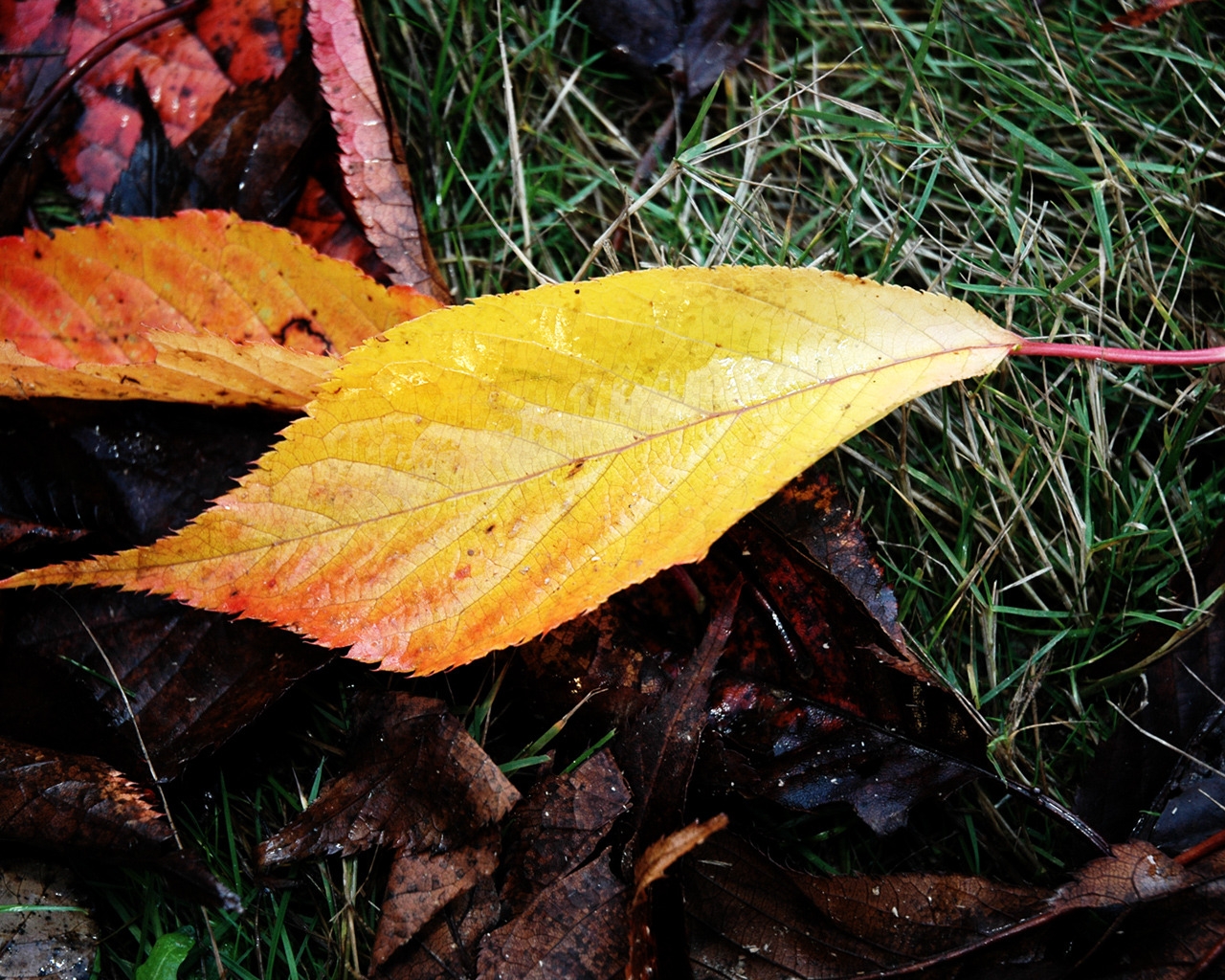 Wet Fallen Leaves for 1280 x 1024 resolution