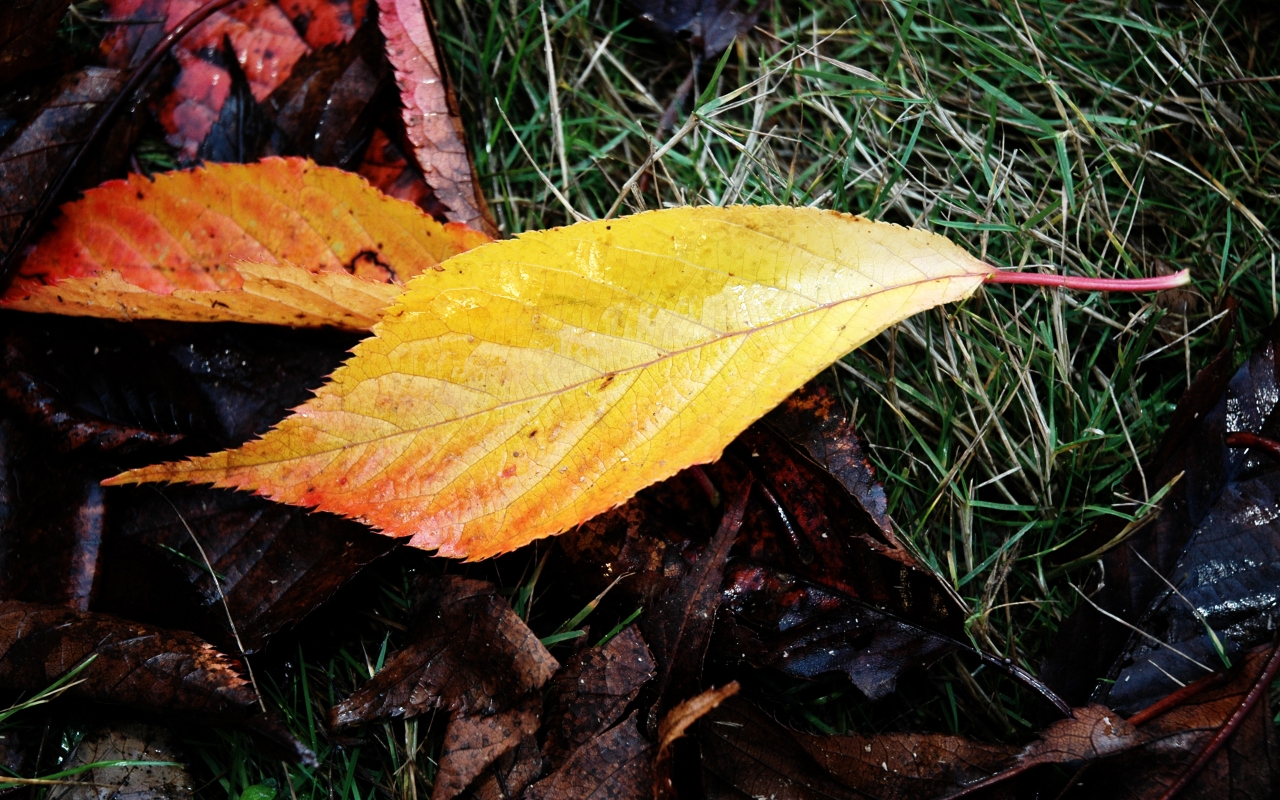 Wet Fallen Leaves for 1280 x 800 widescreen resolution