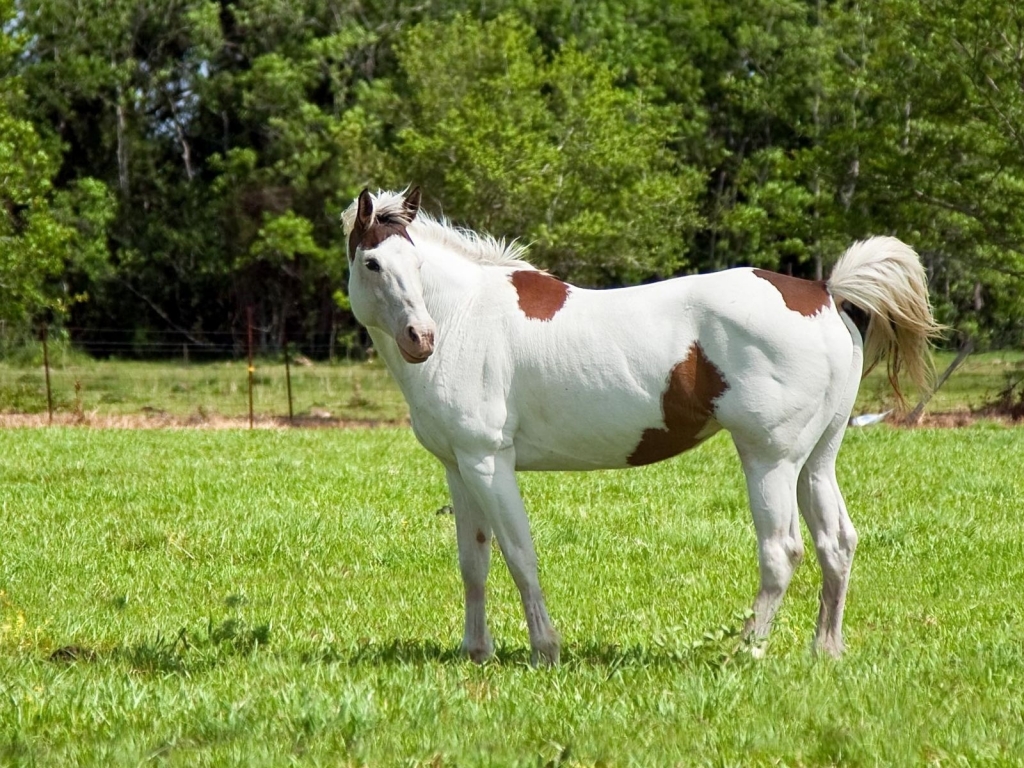 White and Brown Horse for 1024 x 768 resolution