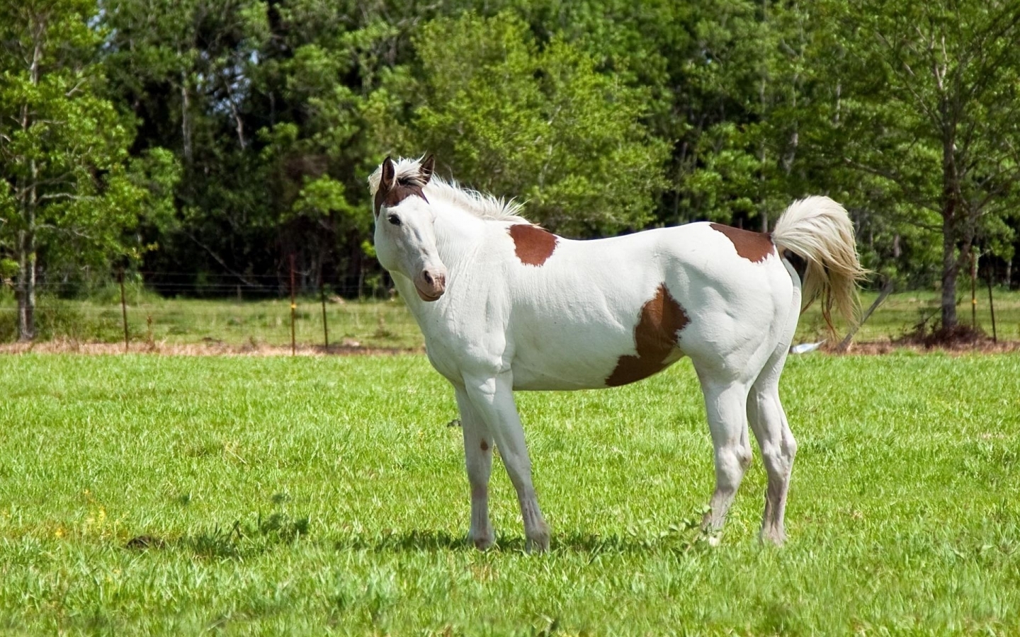 White and Brown Horse for 1440 x 900 widescreen resolution