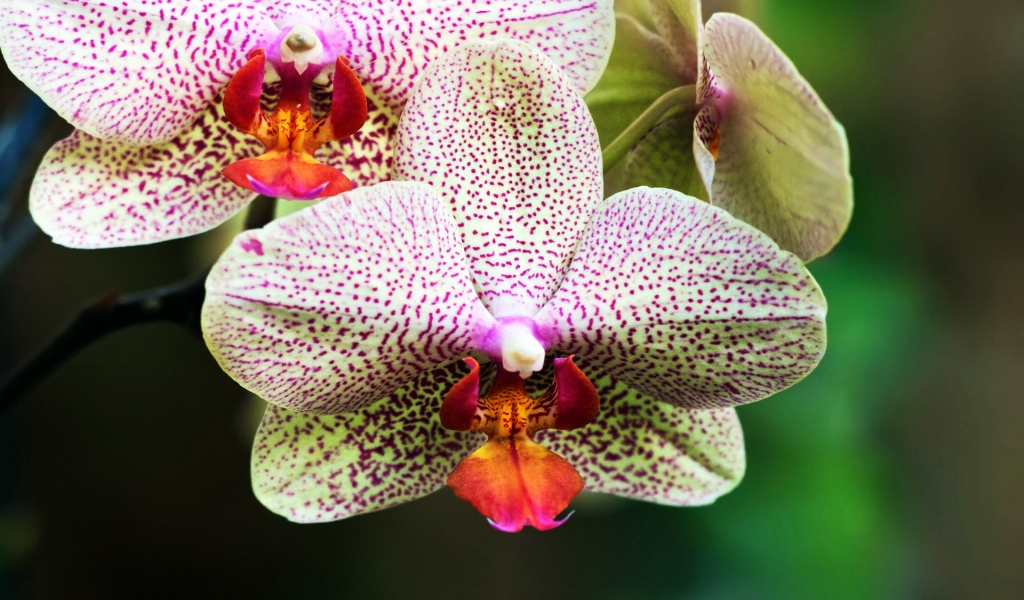 White and Purple Orchids for 1024 x 600 widescreen resolution