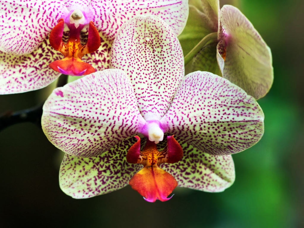 White and Purple Orchids for 1024 x 768 resolution