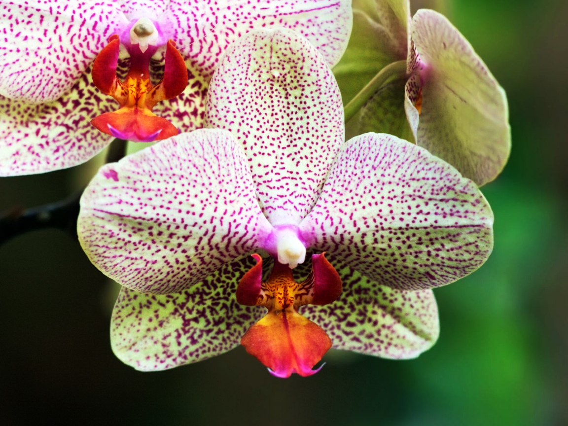 White and Purple Orchids for 1152 x 864 resolution