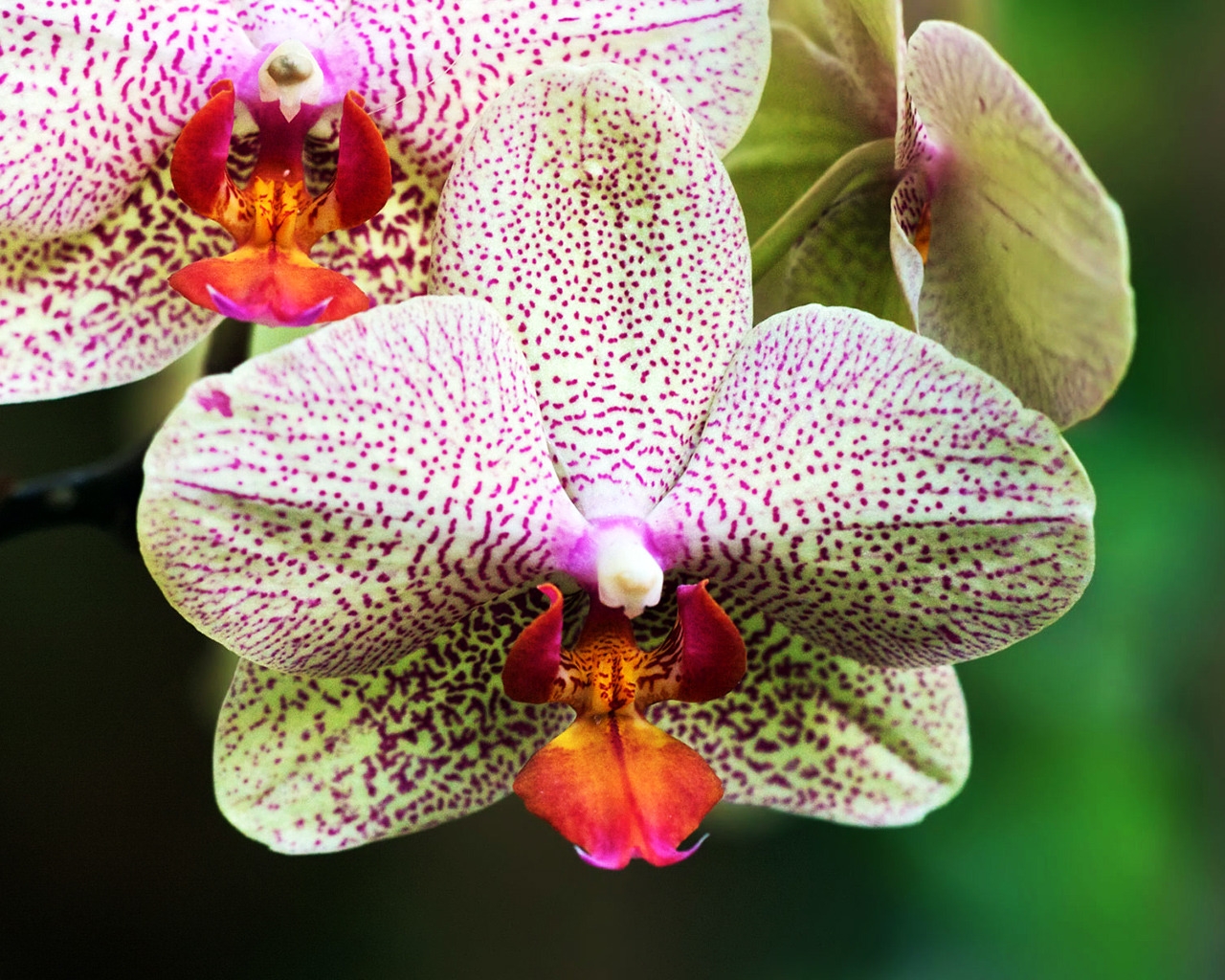 White and Purple Orchids for 1280 x 1024 resolution