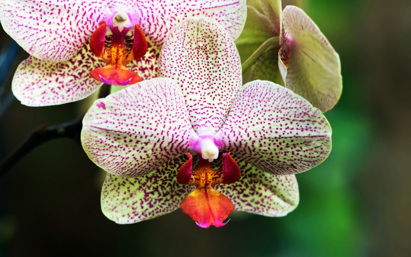 White and Purple Orchids for 1440 x 900 widescreen resolution