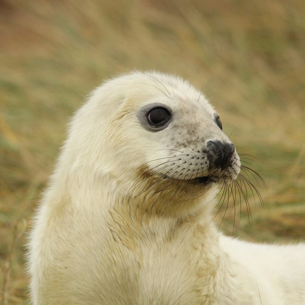 White Baby Seal for 1024 x 1024 iPad resolution
