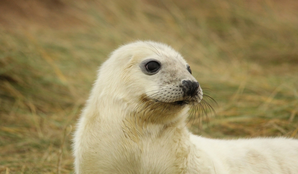 White Baby Seal for 1024 x 600 widescreen resolution