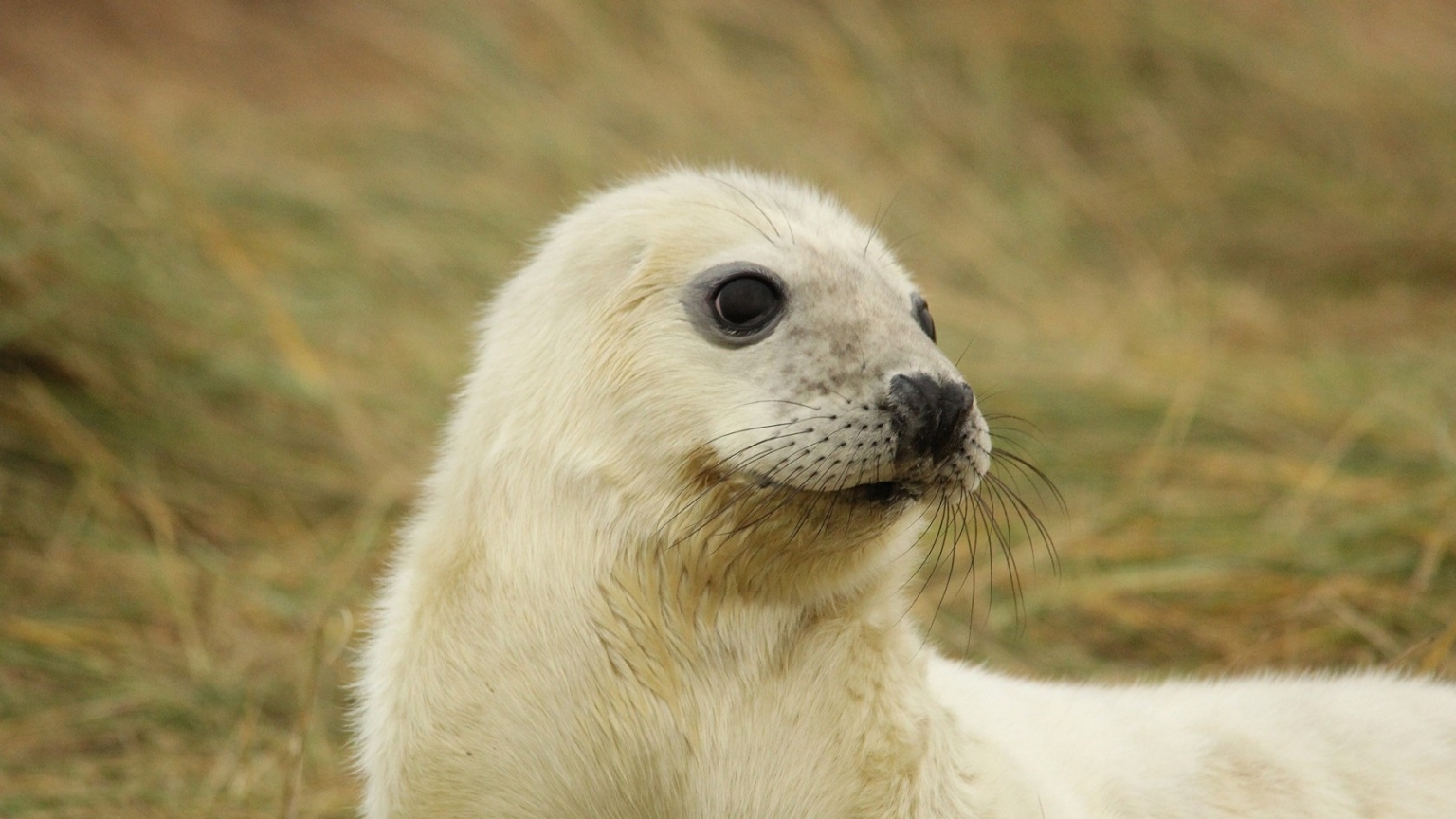 White Baby Seal for 1536 x 864 HDTV resolution