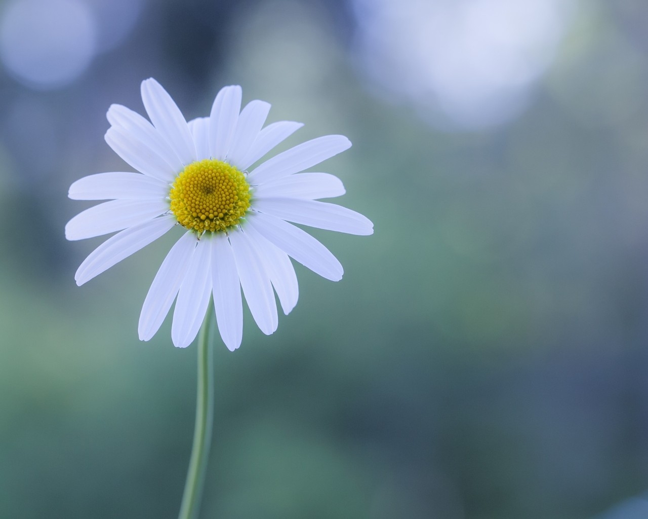 White Chamomile for 1280 x 1024 resolution