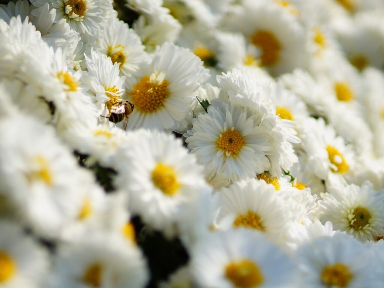 White Daisies  for 1280 x 960 resolution
