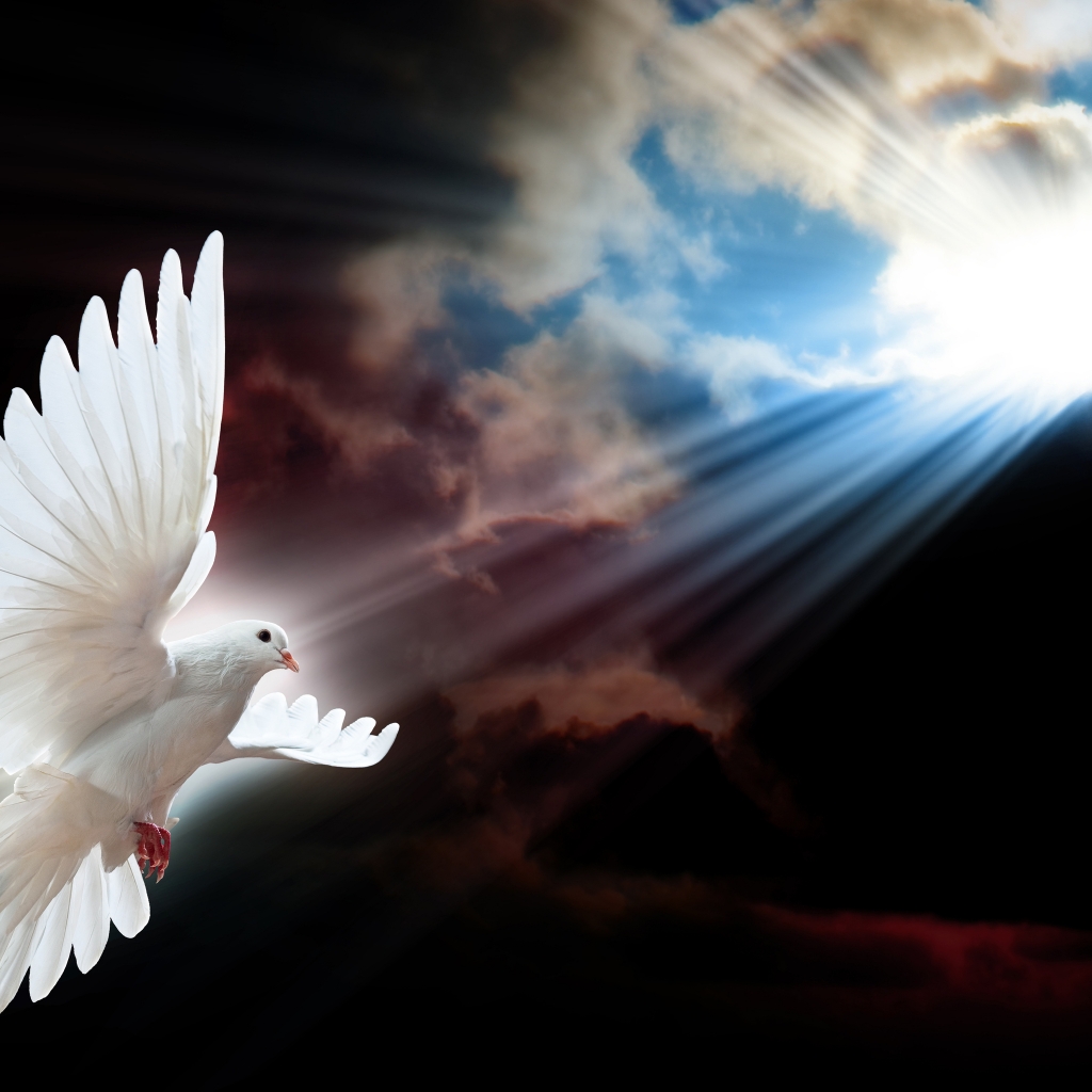 White Dove Wings for 1024 x 1024 iPad resolution