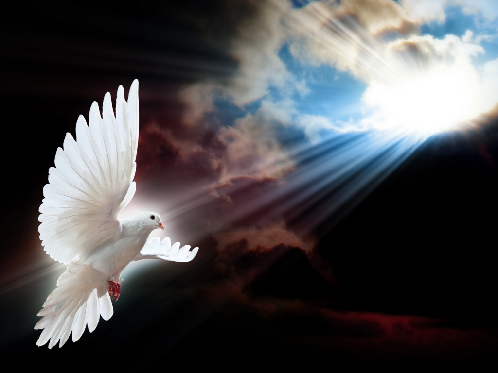 White Dove Wings for 1024 x 768 resolution
