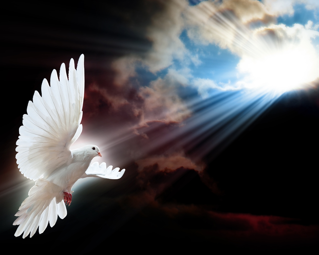 White Dove Wings for 1280 x 1024 resolution