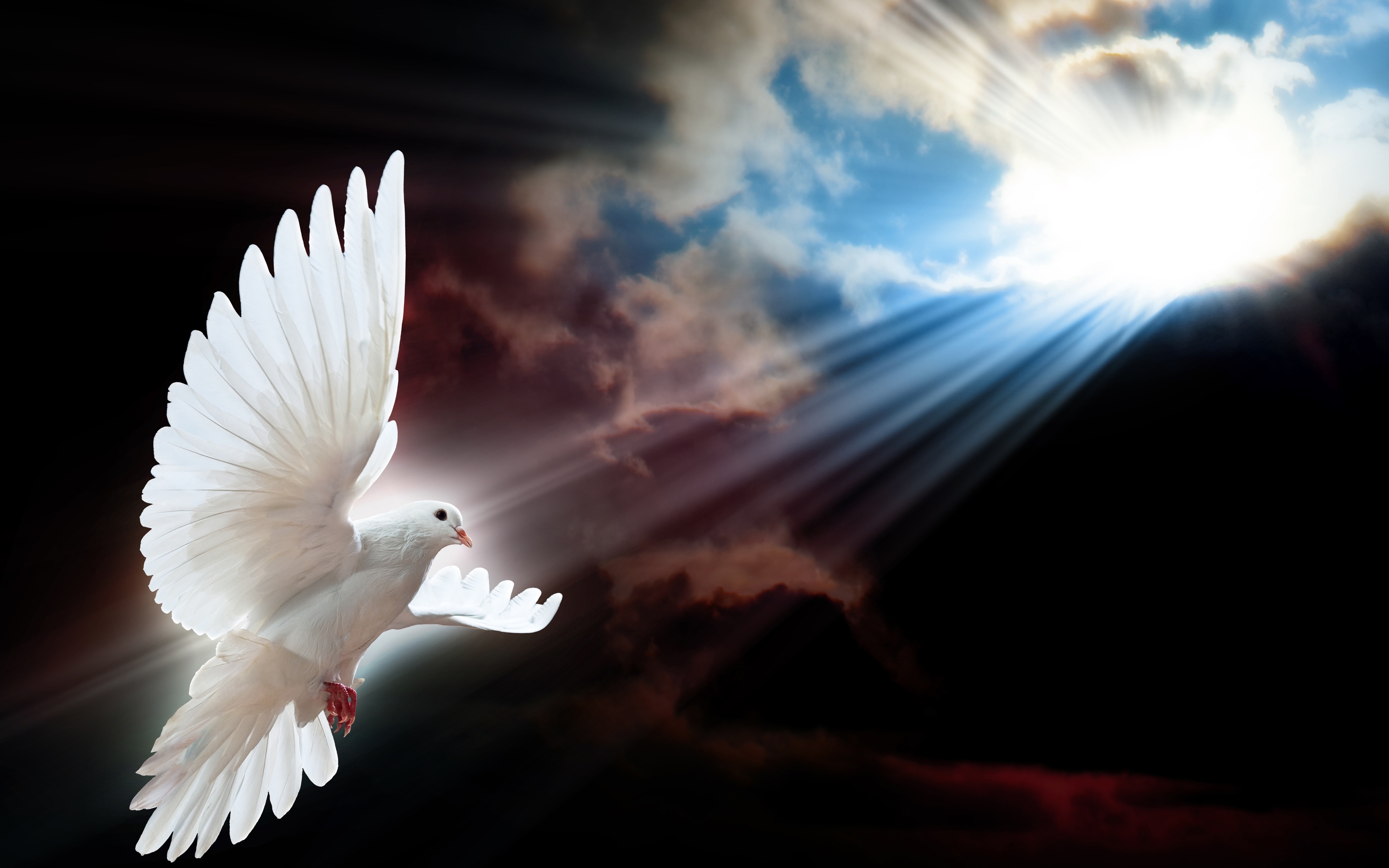 White Dove Wings for 2880 x 1800 Retina Display resolution