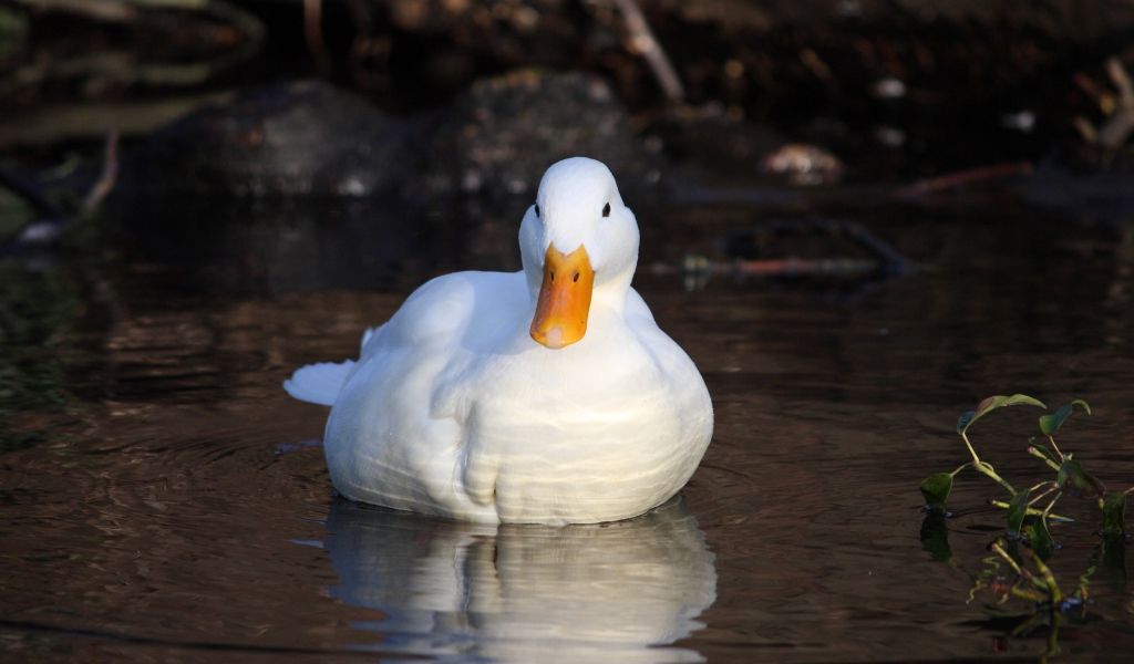 White Duck for 1024 x 600 widescreen resolution