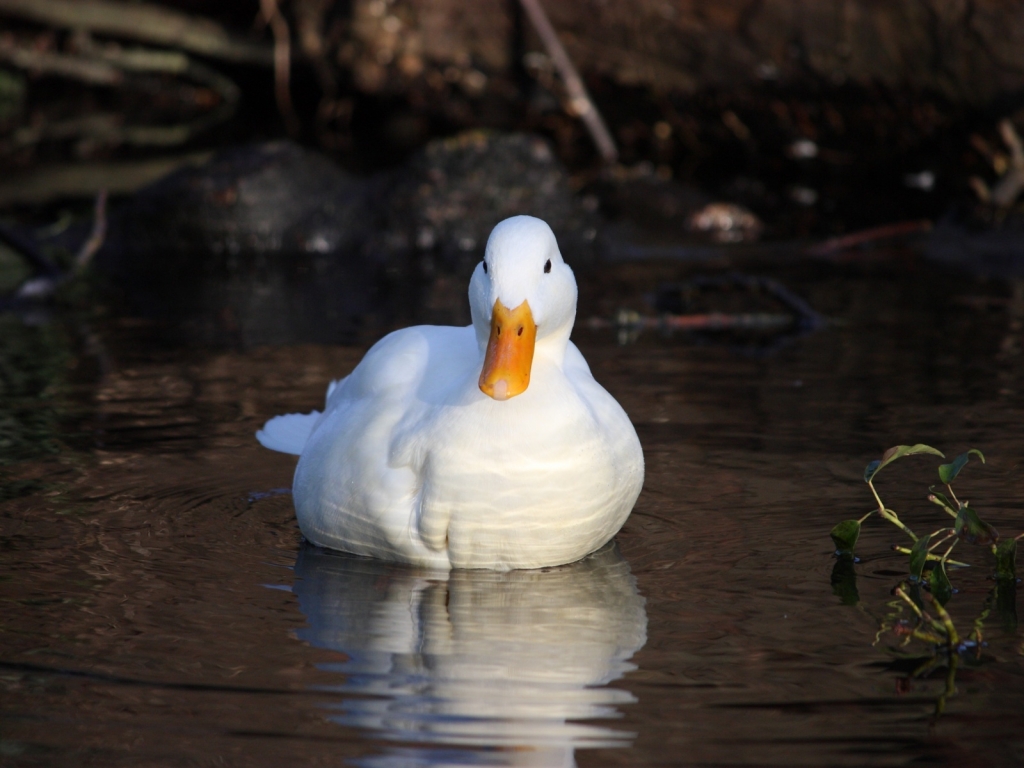 White Duck for 1024 x 768 resolution