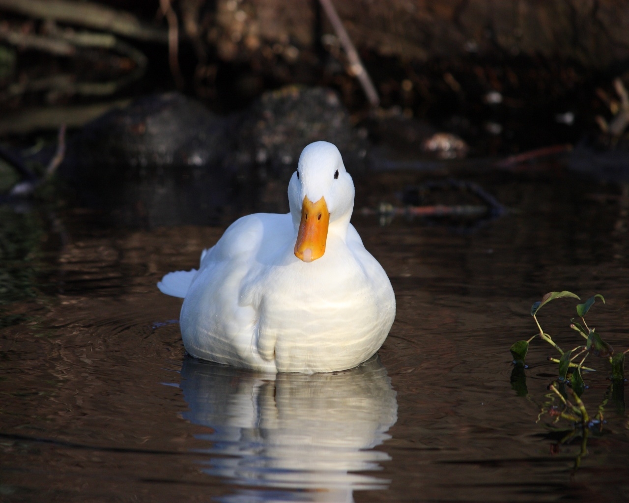 White Duck for 1280 x 1024 resolution
