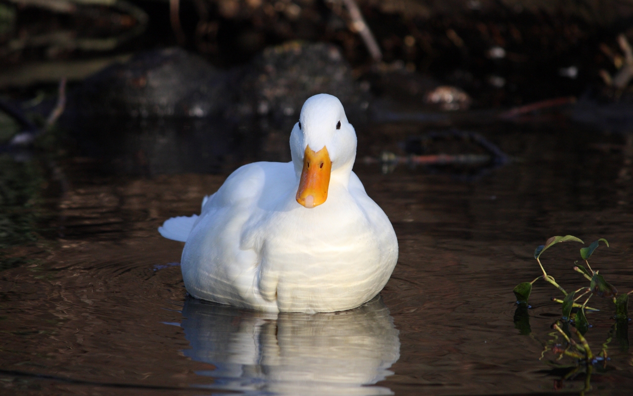 White Duck for 1280 x 800 widescreen resolution