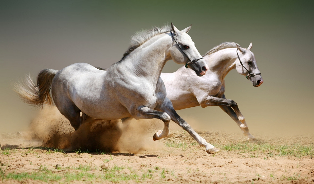 White Horse Competition for 1024 x 600 widescreen resolution