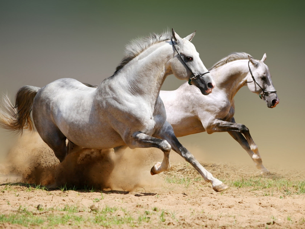 White Horse Competition for 1024 x 768 resolution