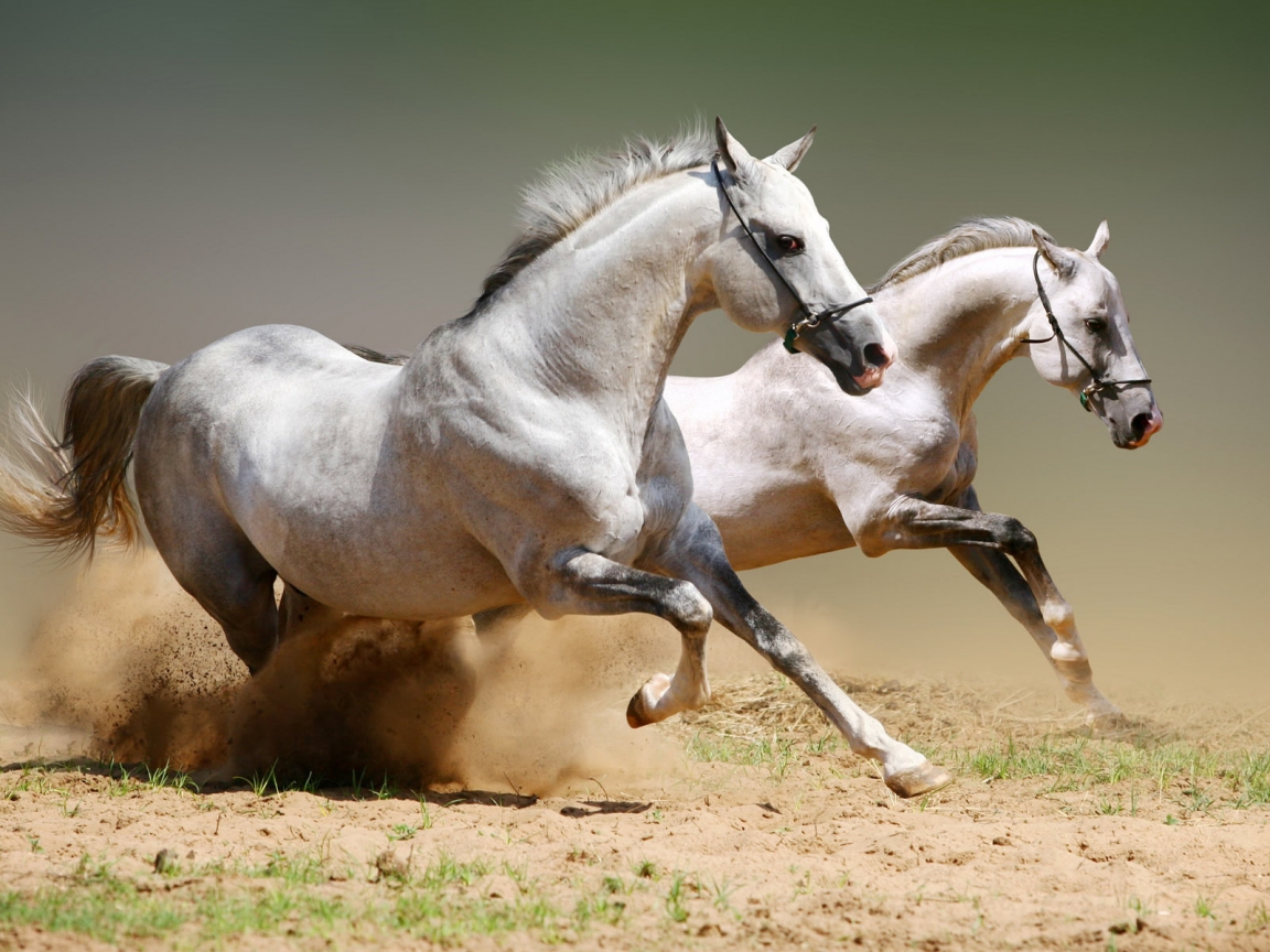 White Horse Competition for 1152 x 864 resolution