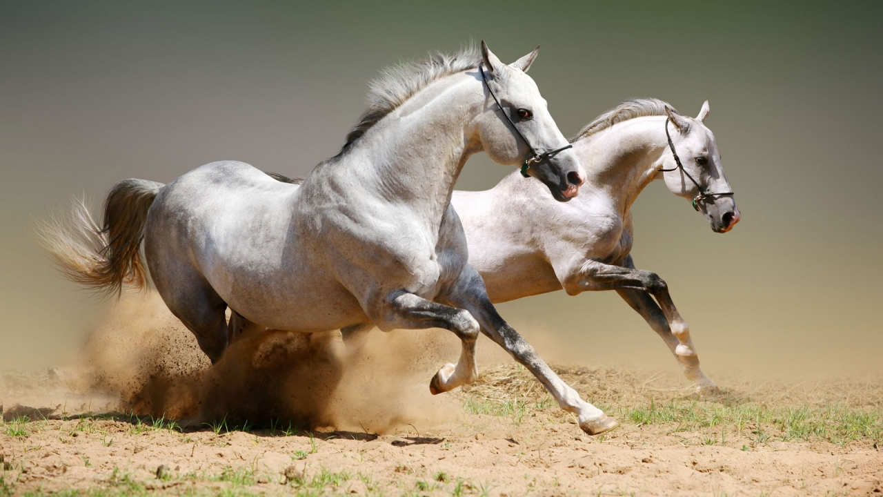 White Horse Competition for 1280 x 720 HDTV 720p resolution
