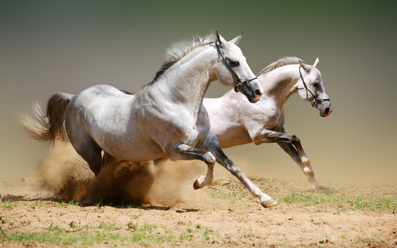 White Horse Competition for 1280 x 800 widescreen resolution