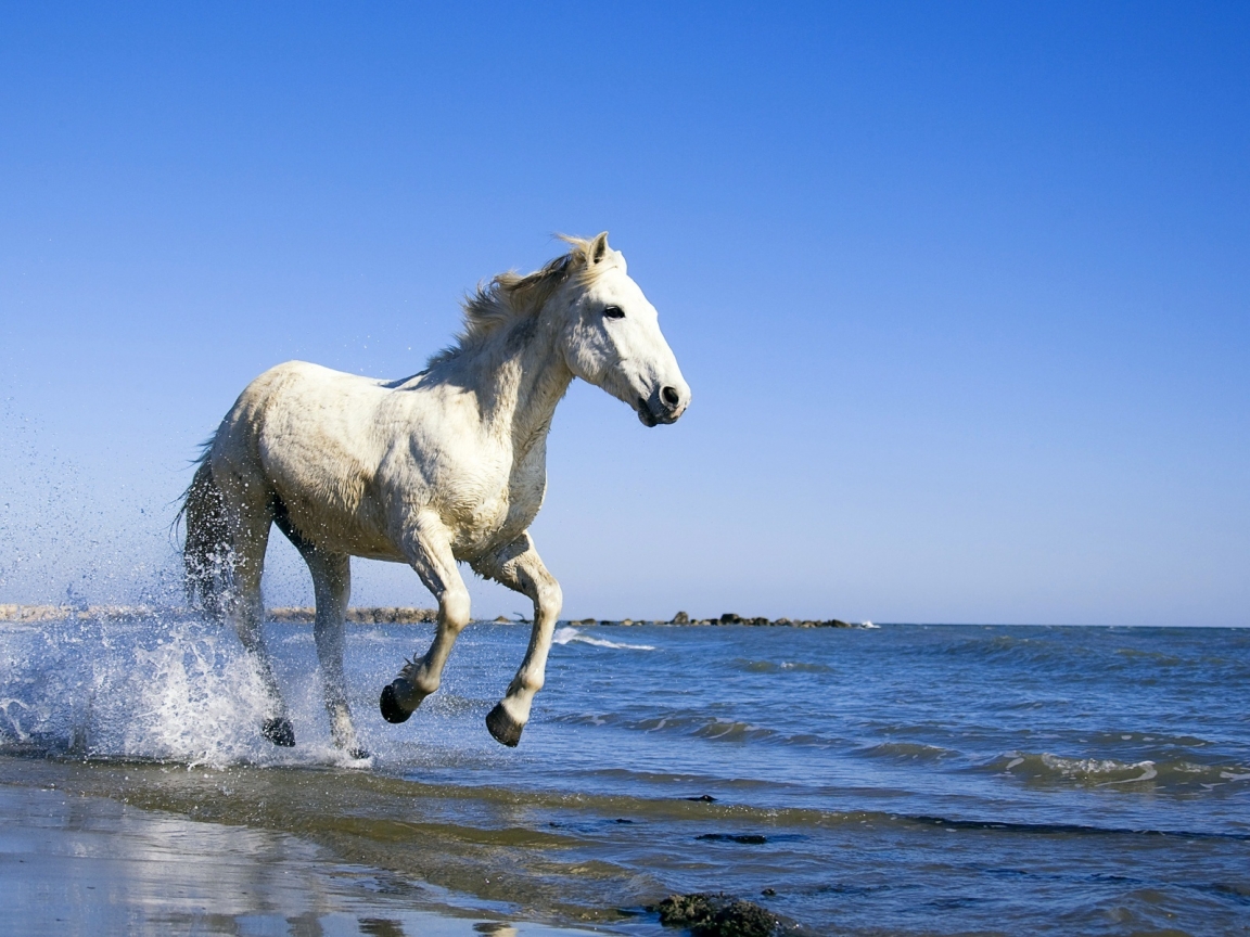 White Horse Running on the Beach for 1152 x 864 resolution