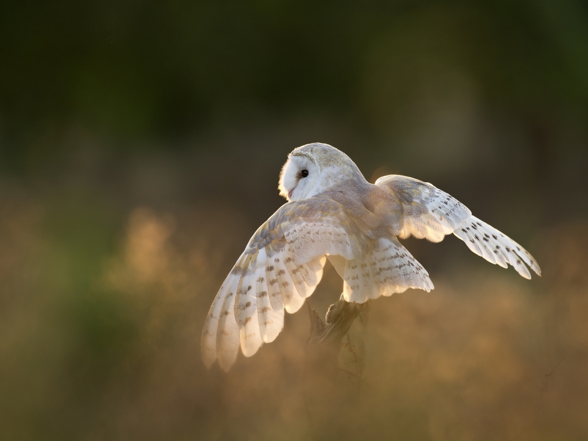 White Owl for 1152 x 864 resolution