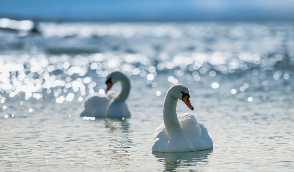 White Swans for 1024 x 600 widescreen resolution
