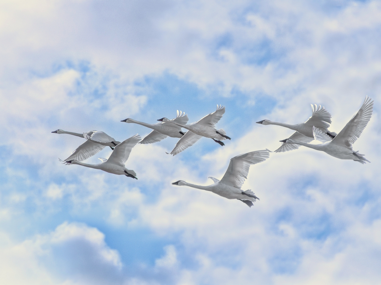 White Swans Flying for 1280 x 960 resolution