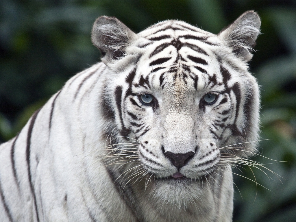 White Tiger for 1024 x 768 resolution