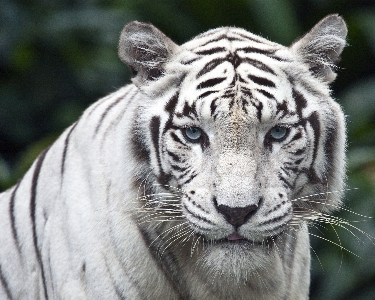 White Tiger for 1280 x 1024 resolution