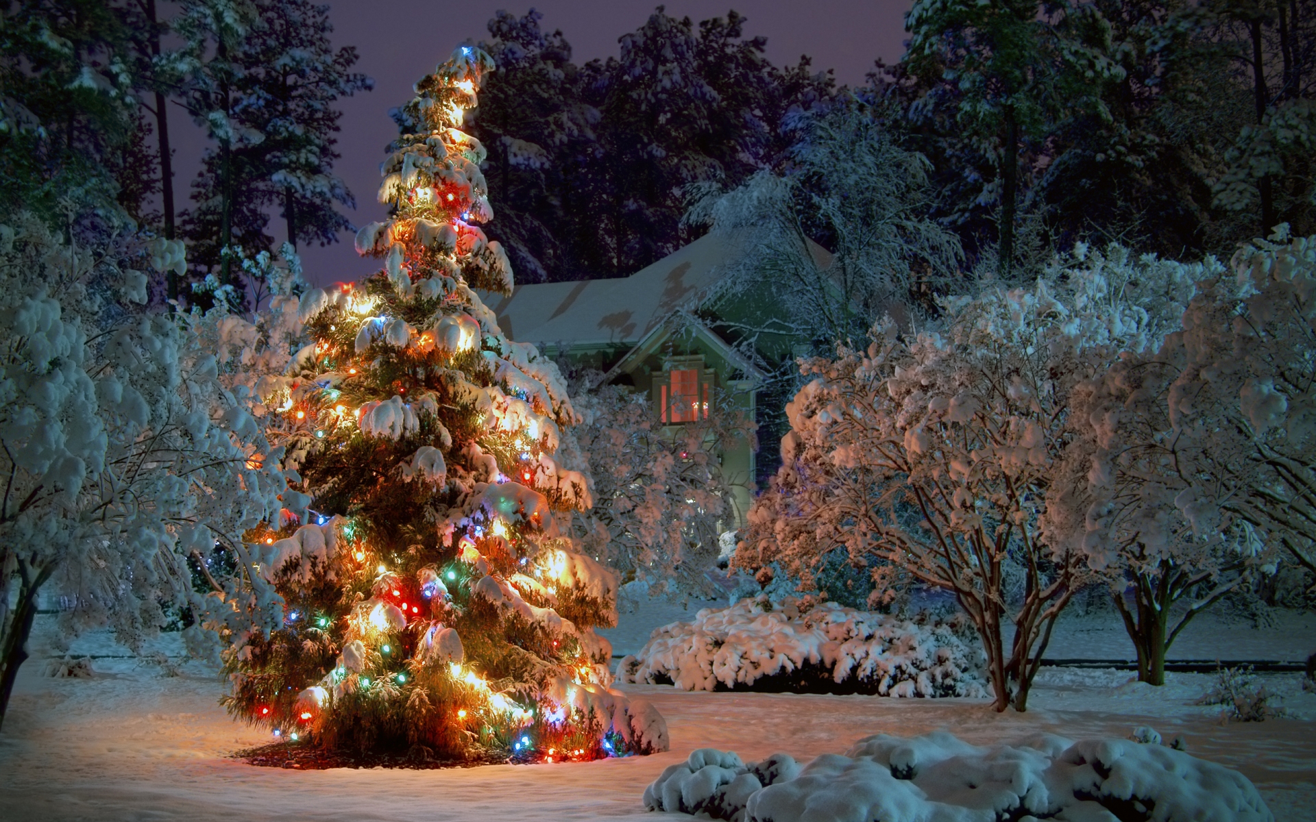 Winter Christmas Tree for 1920 x 1200 widescreen resolution