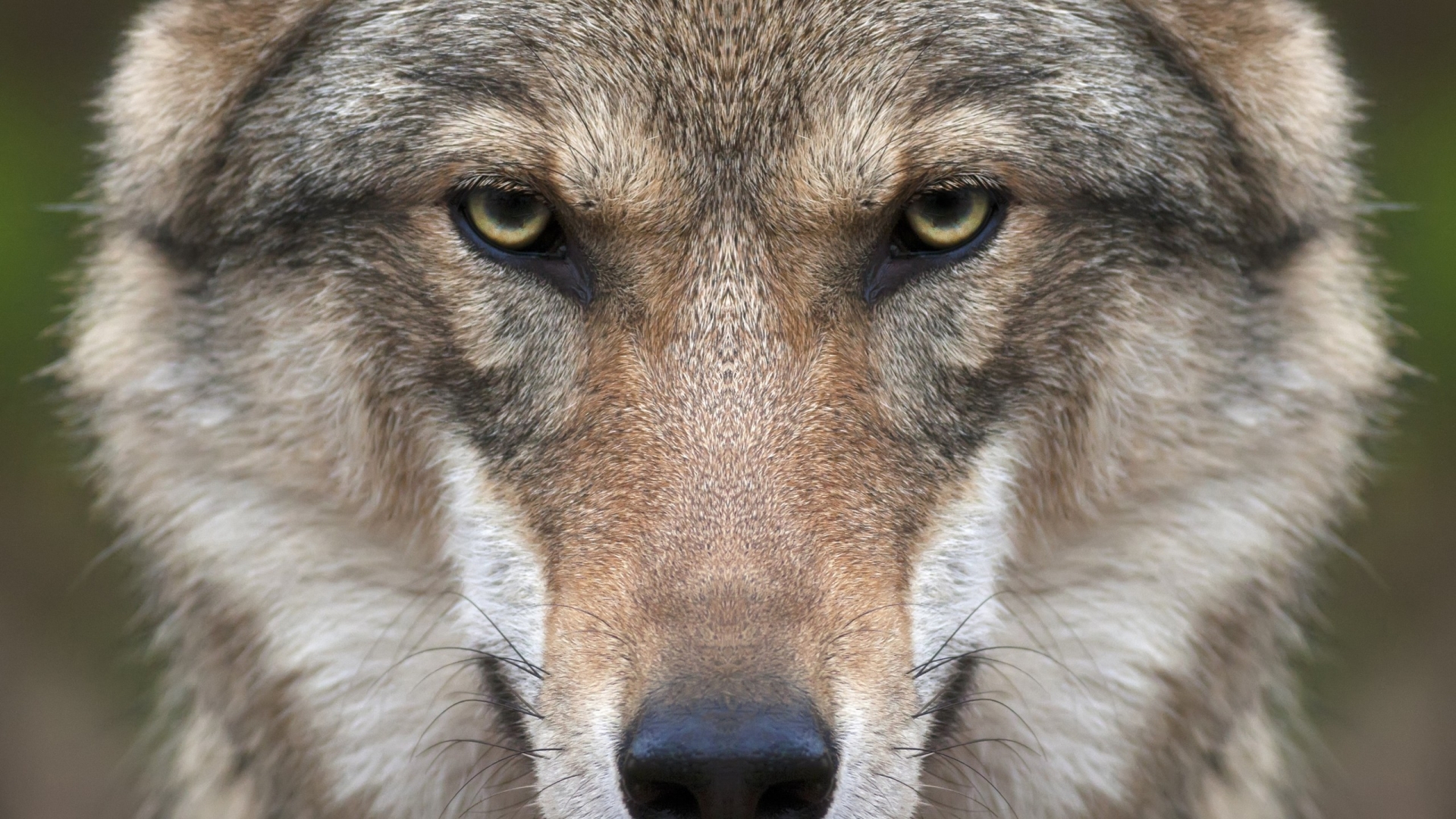 Wolf Face for 1920 x 1080 HDTV 1080p resolution
