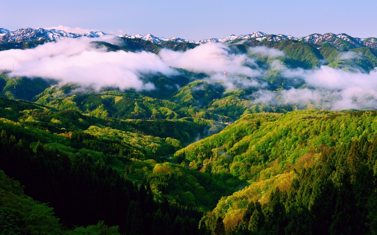 World Greenest Forest for 1280 x 800 widescreen resolution