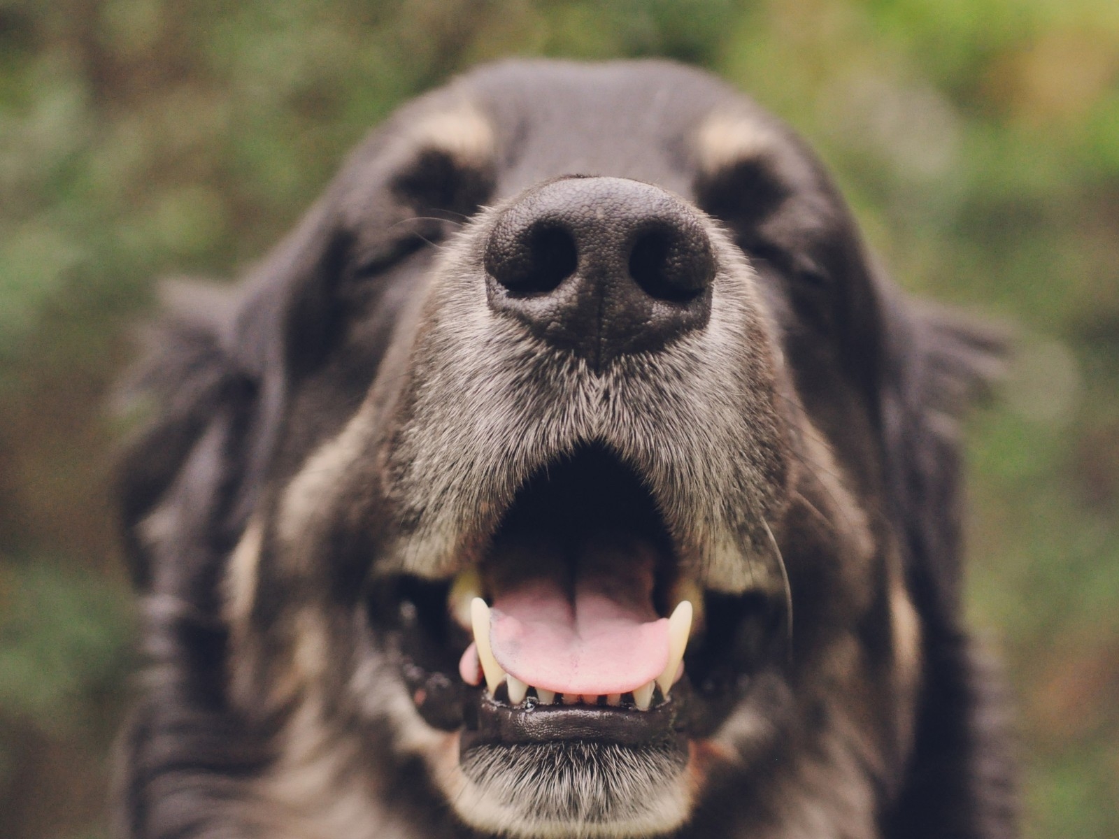 Yawning Dog for 1600 x 1200 resolution