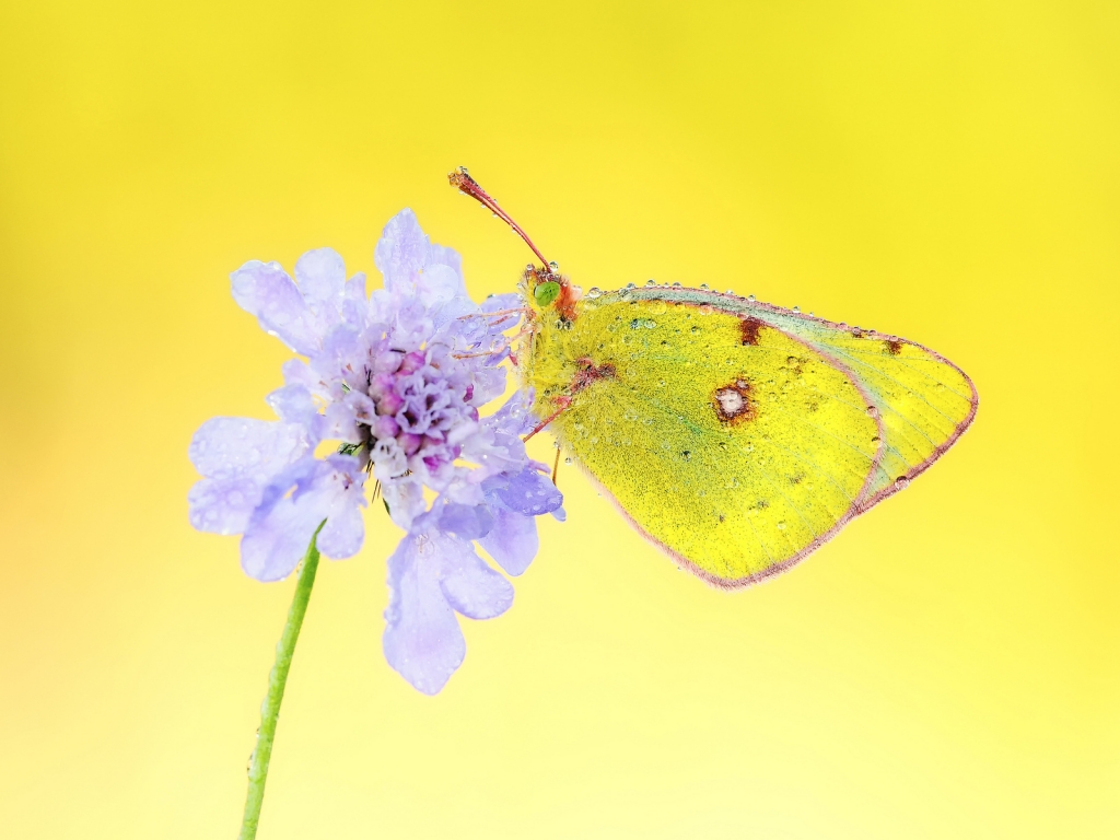 Yellow Butterfly for 1024 x 768 resolution