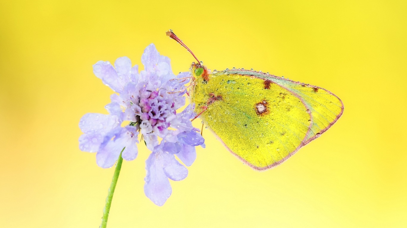 Yellow Butterfly for 1366 x 768 HDTV resolution