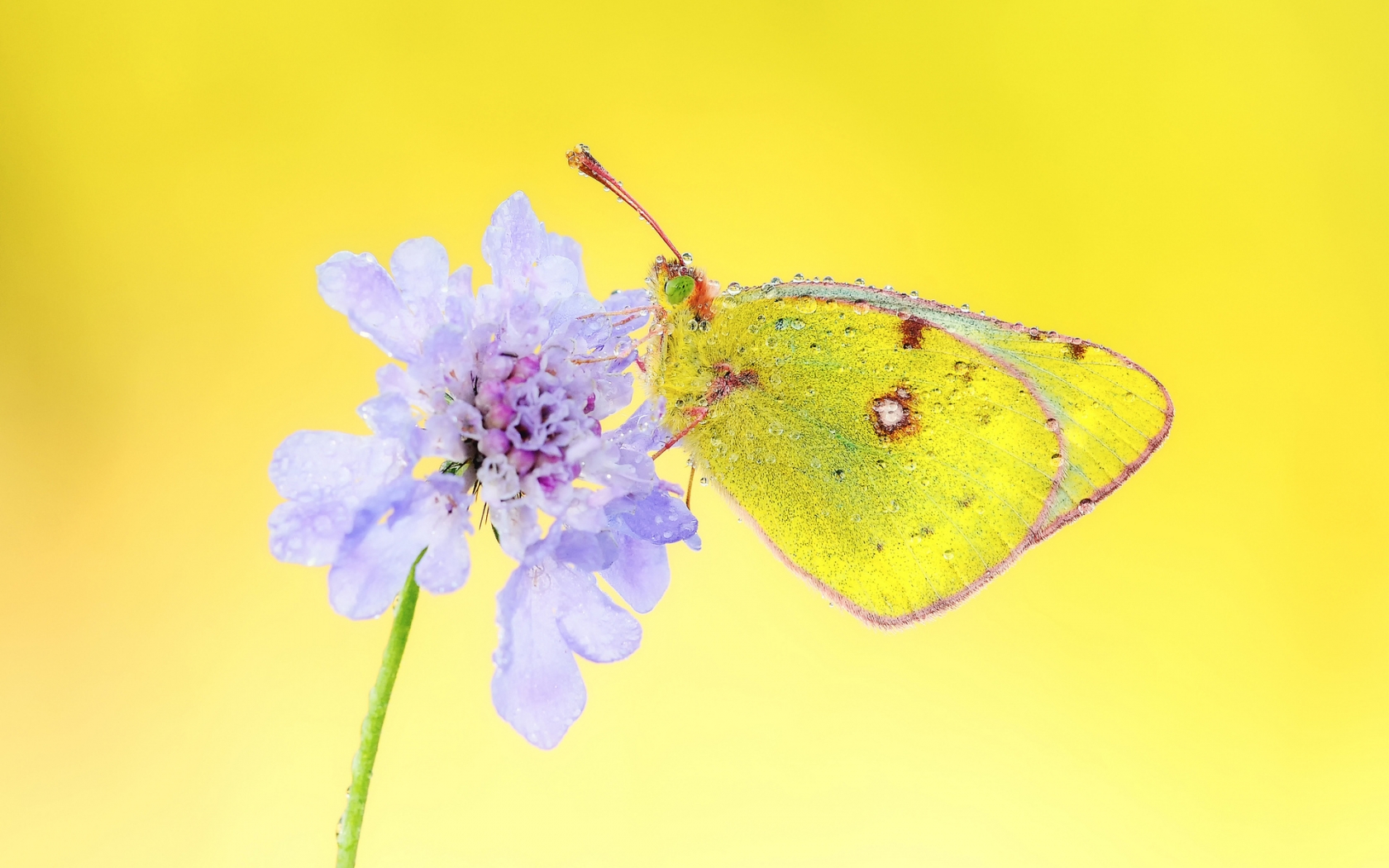 Yellow Butterfly for 1680 x 1050 widescreen resolution