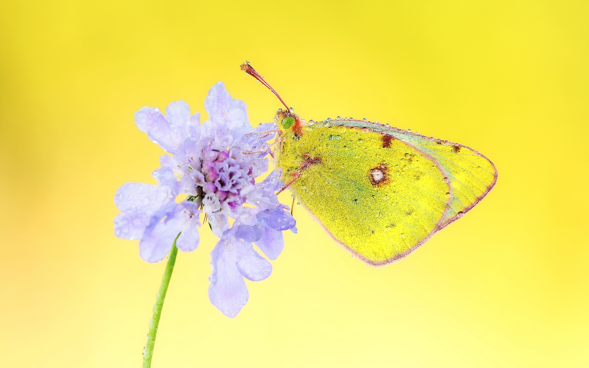 Yellow Butterfly for 1920 x 1200 widescreen resolution