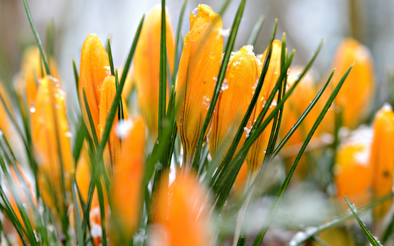 Yellow Crocuses for 1280 x 800 widescreen resolution