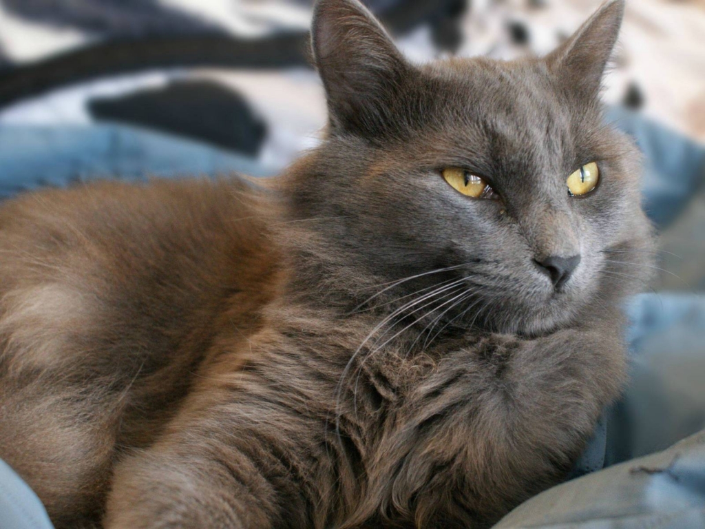 Yellow Eyes Nebelung Cat for 1024 x 768 resolution
