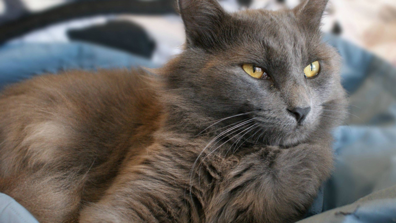 Yellow Eyes Nebelung Cat for 1366 x 768 HDTV resolution