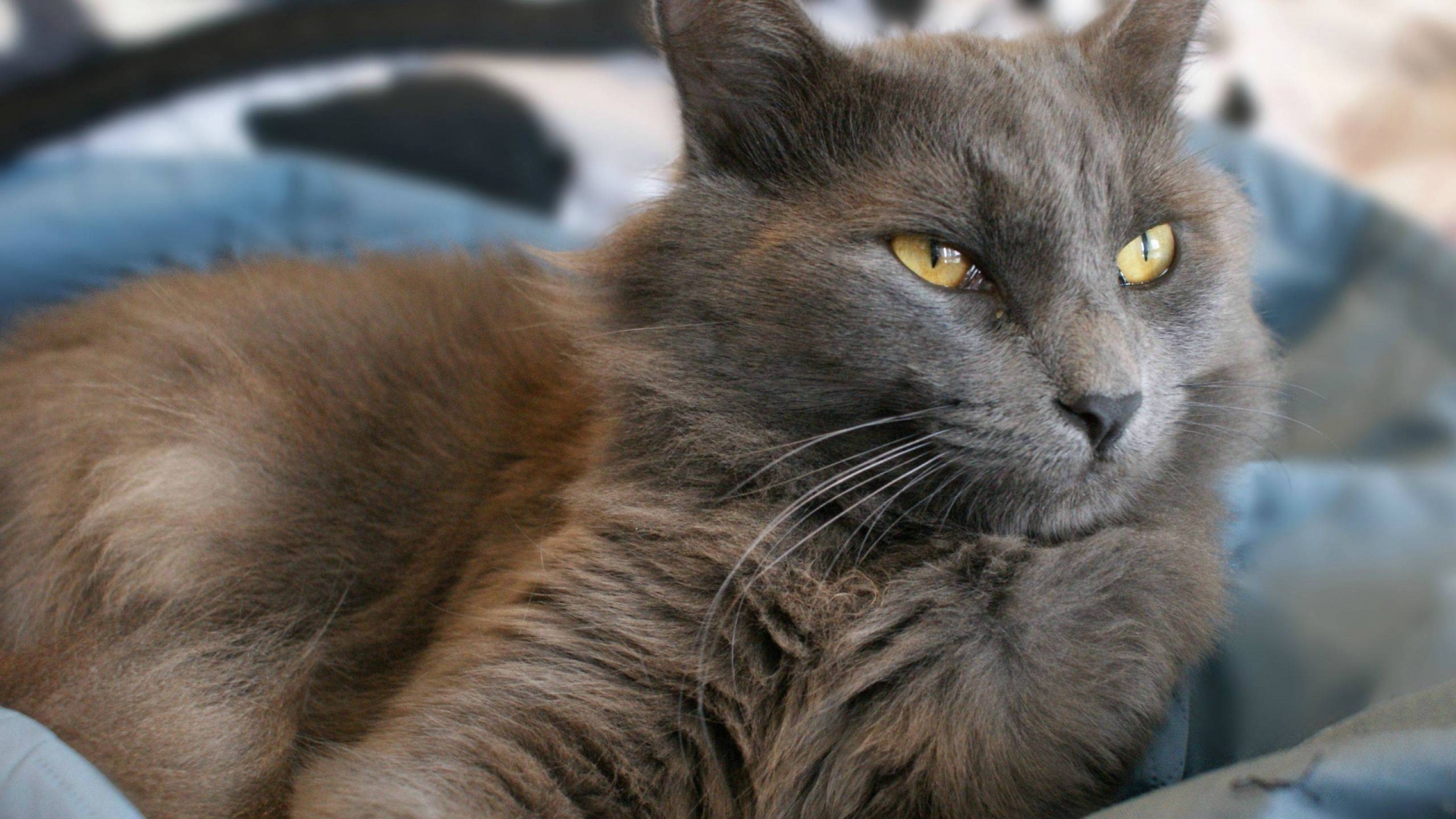 Yellow Eyes Nebelung Cat for 1920 x 1080 HDTV 1080p resolution